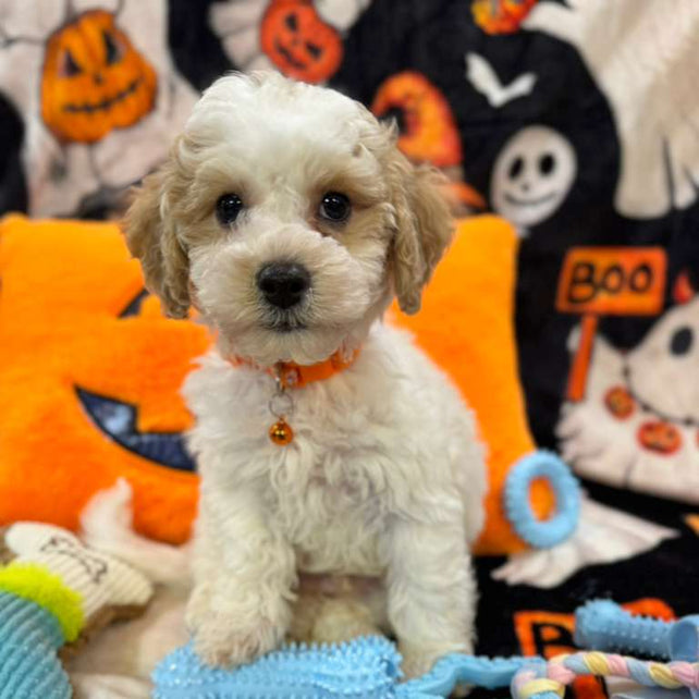 POLO (Bichon-Poodle)