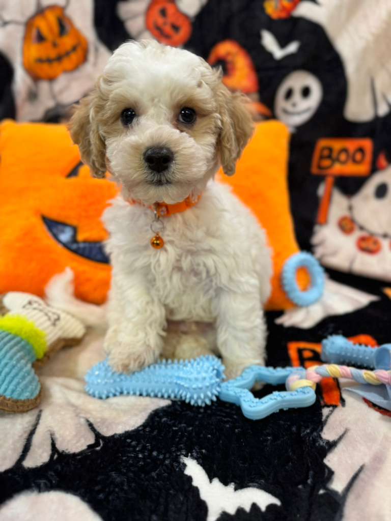 POLO (Bichon-Poodle)