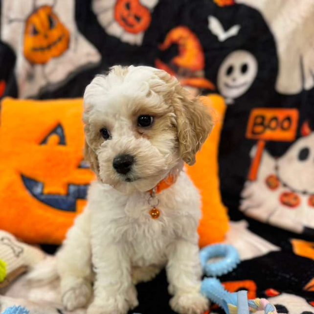 POLO (Bichon-Poodle)