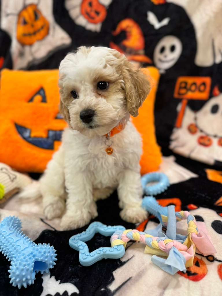 POLO (Bichon-Poodle)