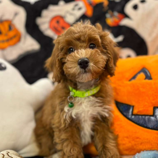LORENZO (Toy Poodle)