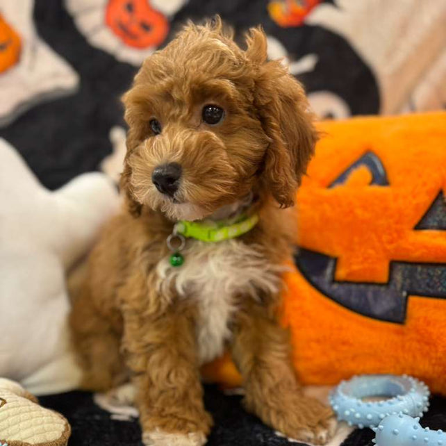 LORENZO (Toy Poodle)