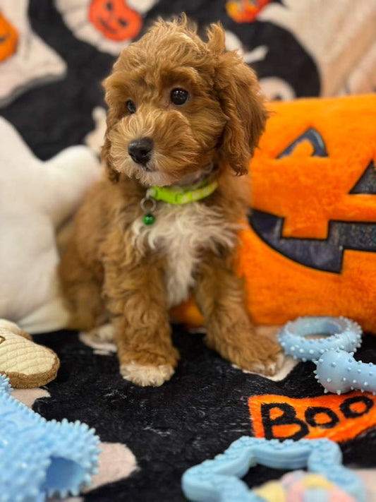 LORENZO (Toy Poodle)