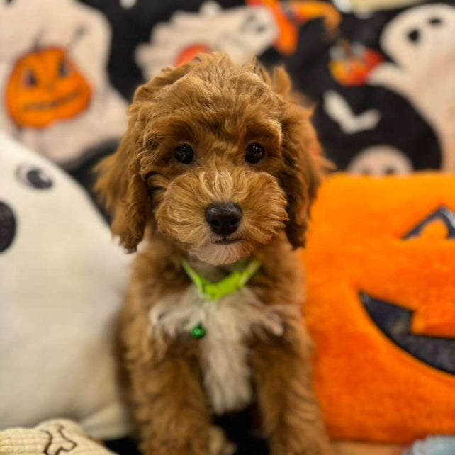LORENZO (Toy Poodle)