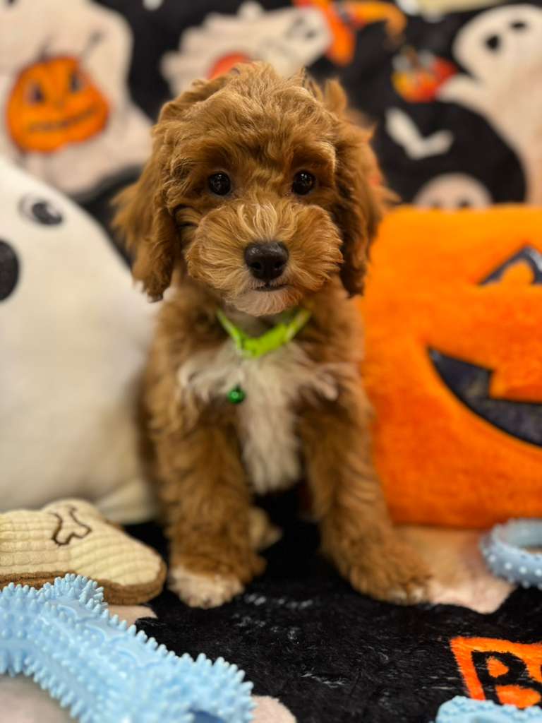 LORENZO (Toy Poodle)