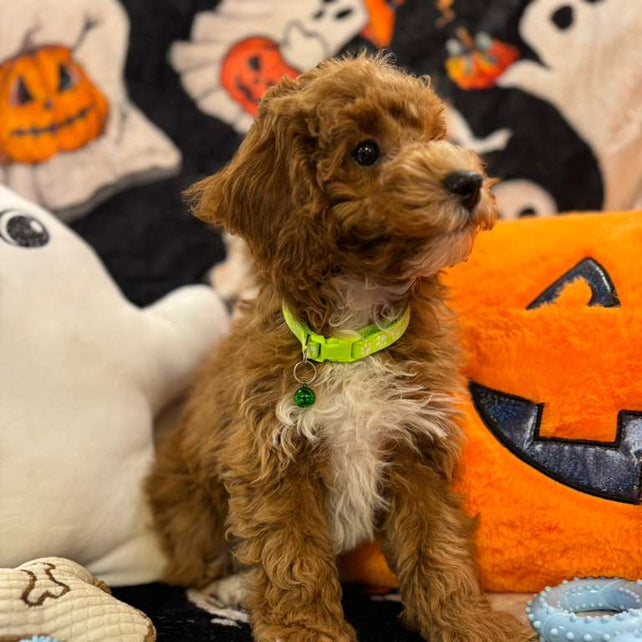 LORENZO (Toy Poodle)