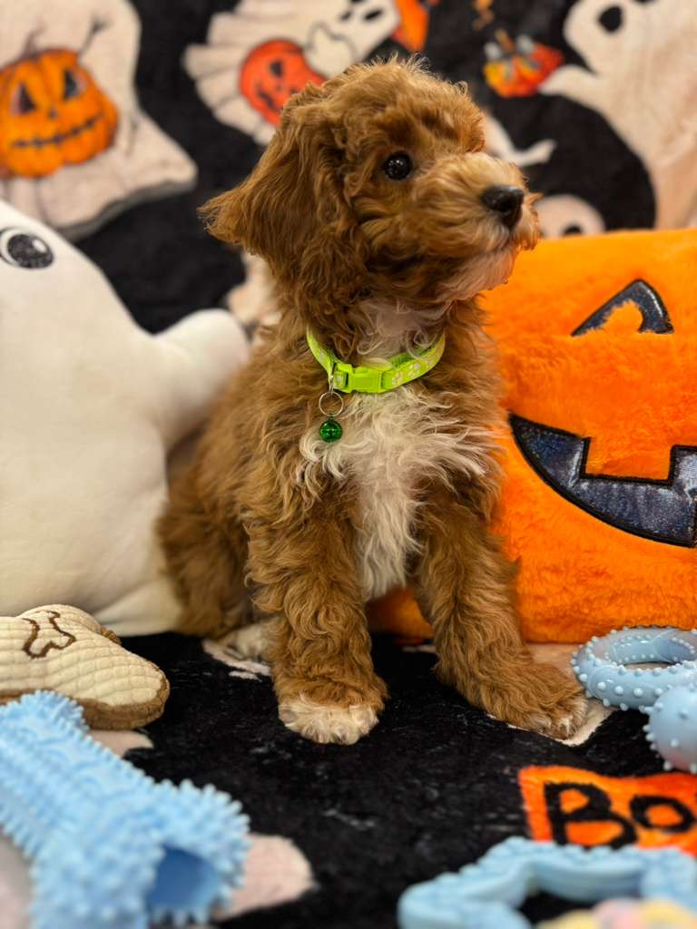 LORENZO (Toy Poodle)
