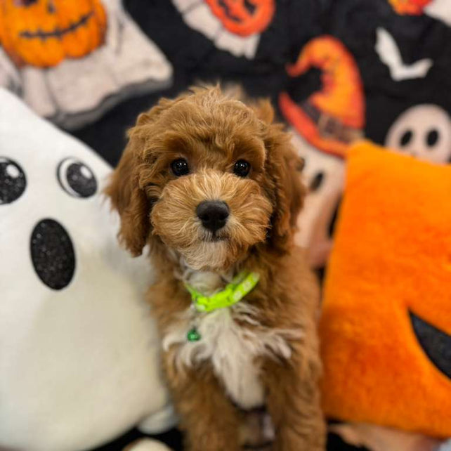 LORENZO (Toy Poodle)