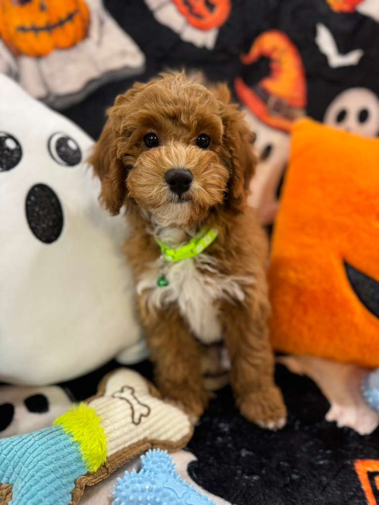 LORENZO (Toy Poodle)