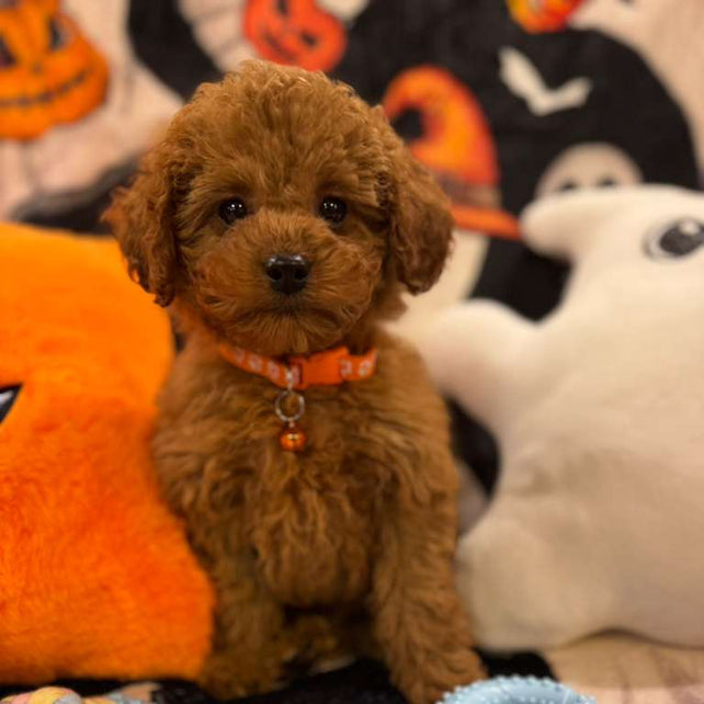 BENJO (Toy Poodle)
