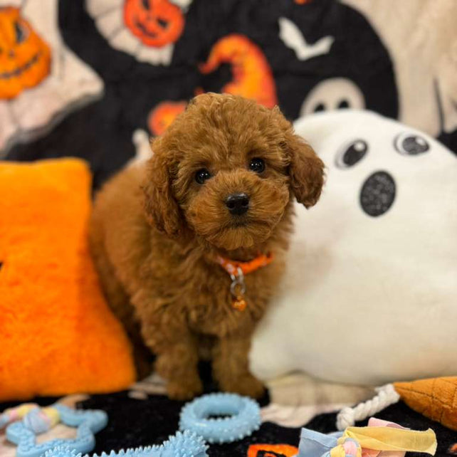 BENJO (Toy Poodle)