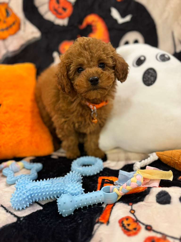 BENJO (Toy Poodle)