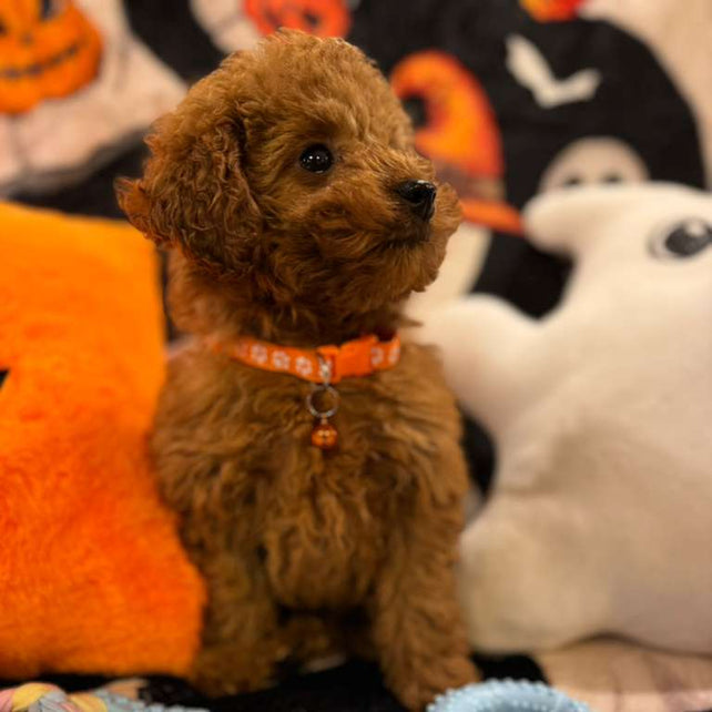 BENJO (Toy Poodle)