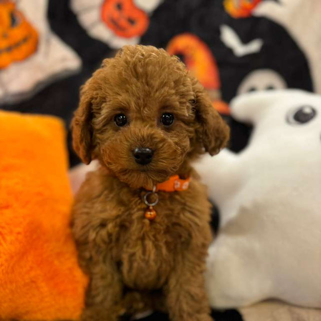 BENJO (Toy Poodle)