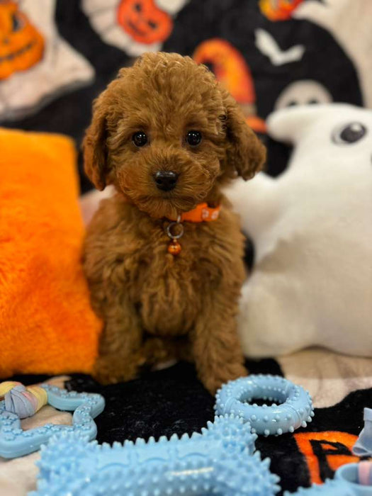 BENJO (Toy Poodle)