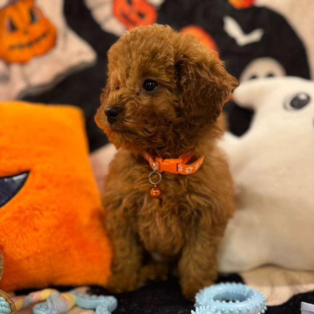 BENJO (Toy Poodle)