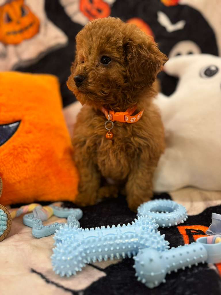 BENJO (Toy Poodle)