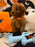 BENJO (Toy Poodle)
