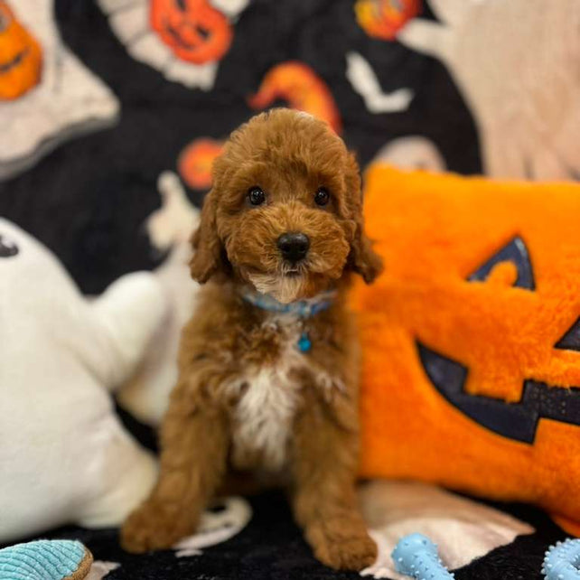 MARCELO (Toy Poodle)