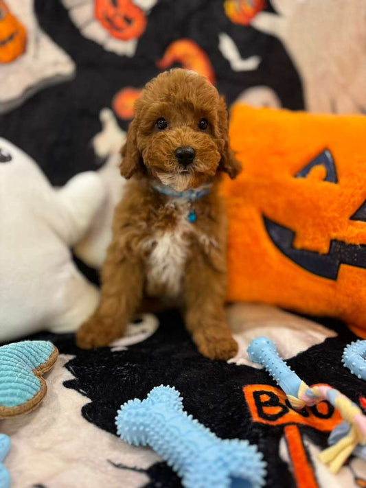 MARCELO (Toy Poodle)