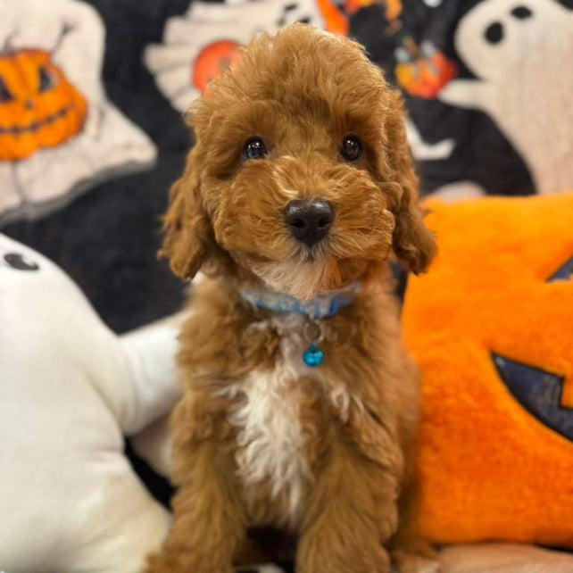 MARCELO (Toy Poodle)