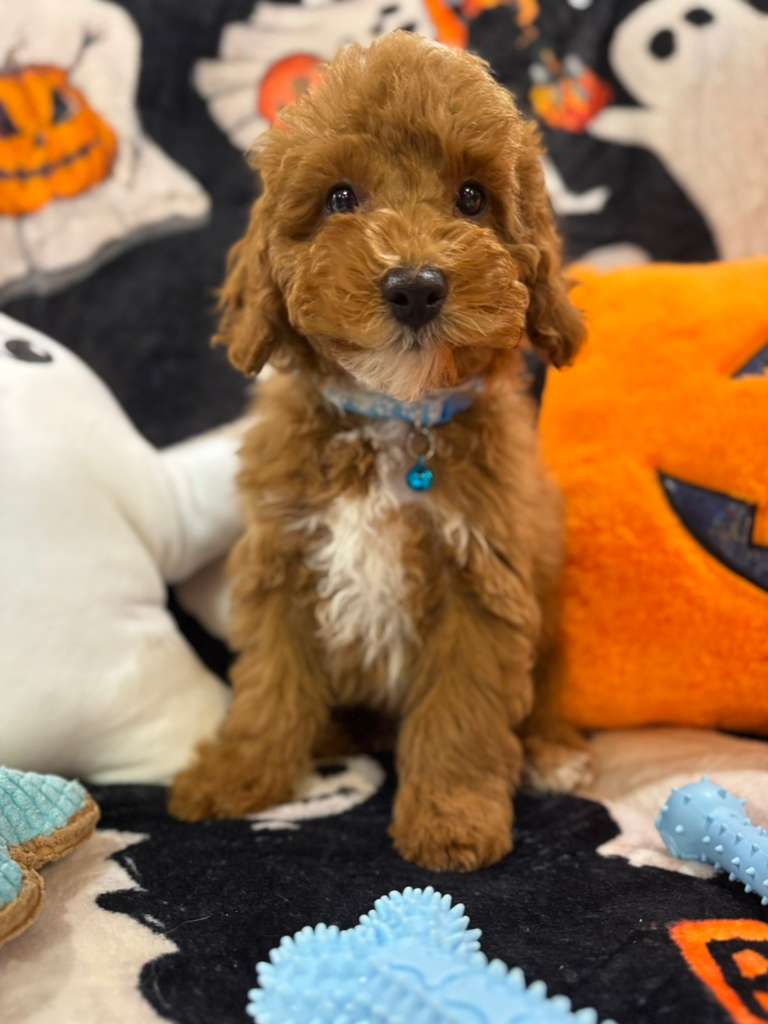 MARCELO (Toy Poodle)