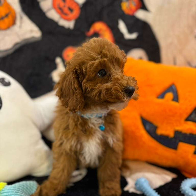 MARCELO (Toy Poodle)