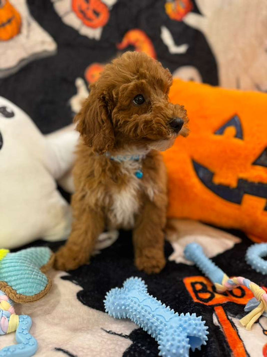 MARCELO (Toy Poodle)