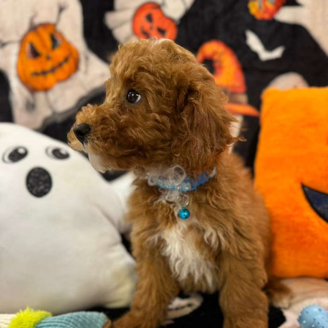 MARCELO (Toy Poodle)