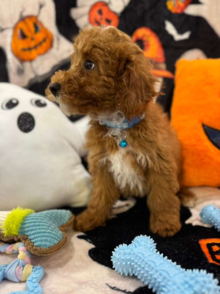 MARCELO (Toy Poodle)