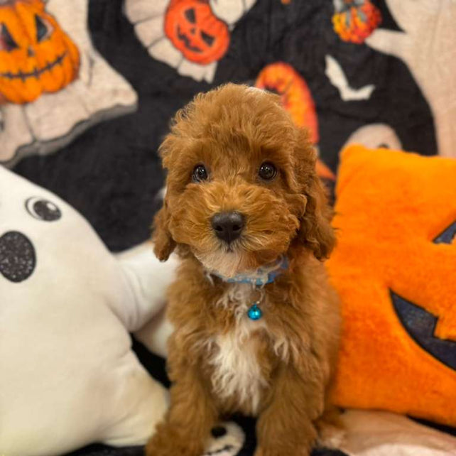 MARCELO (Toy Poodle)