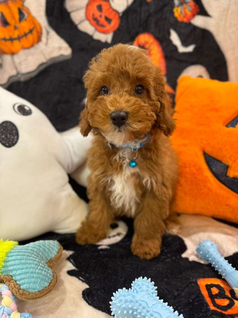MARCELO (Toy Poodle)