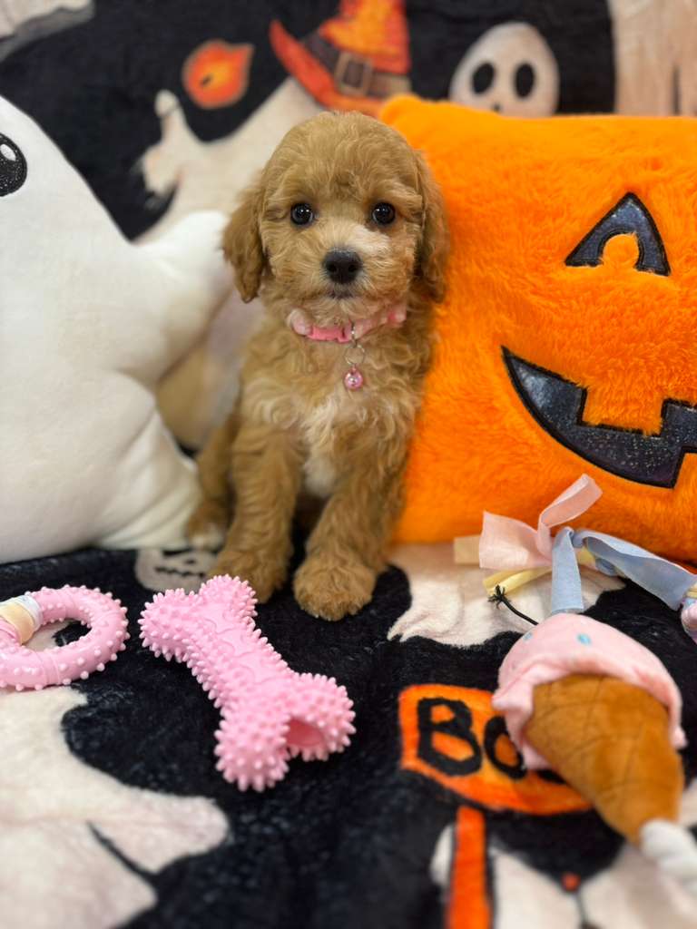 NISHA (Bichon-Poodle)