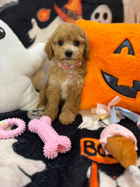 NISHA (Bichon-Poodle)