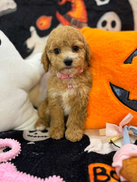 NISHA (Bichon-Poodle)