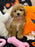 NISHA (Bichon-Poodle)