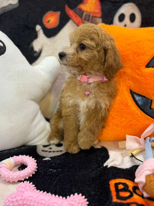 NISHA (Bichon-Poodle)