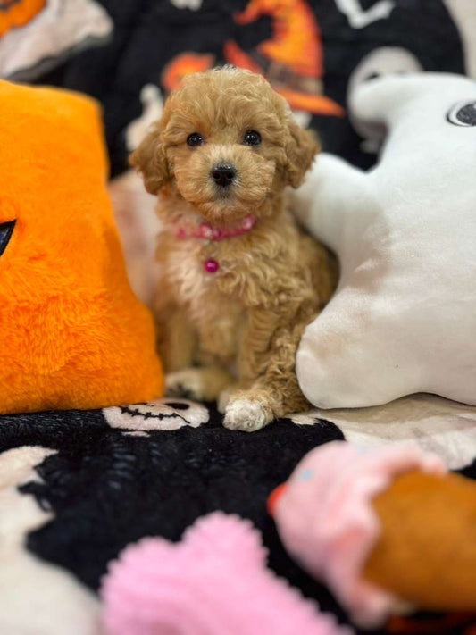 MELINA (Bichon-Poodle)