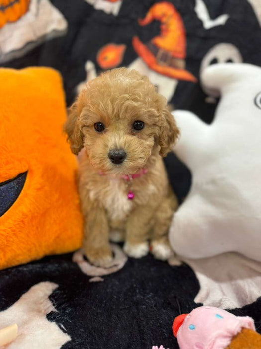 MELINA (Bichon-Poodle)