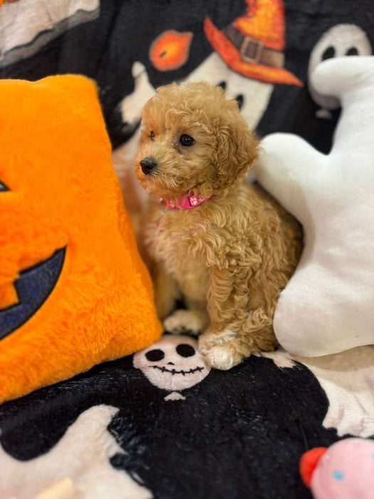 MELINA (Bichon-Poodle)