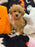 MELINA (Bichon-Poodle)