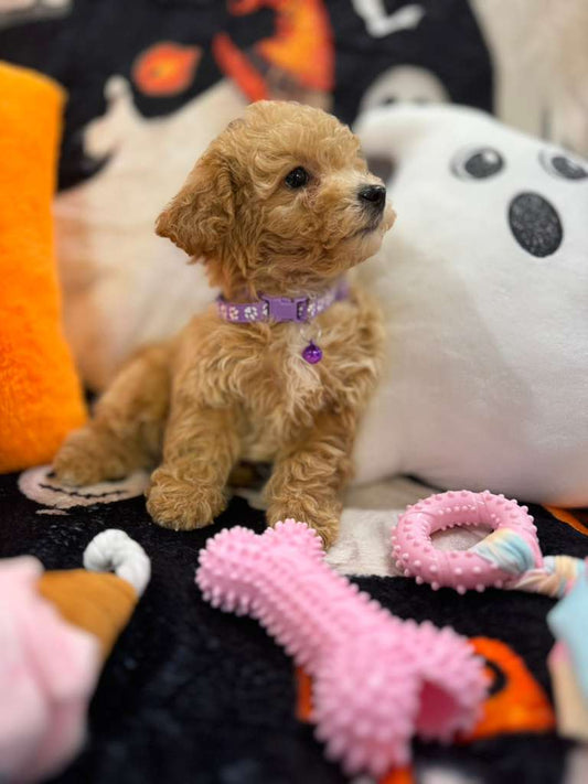 CAMILA (Bichon-Poodle)