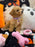 CAMILA (Bichon-Poodle)