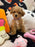 CAMILA (Bichon-Poodle)