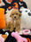 CAMILA (Bichon-Poodle)