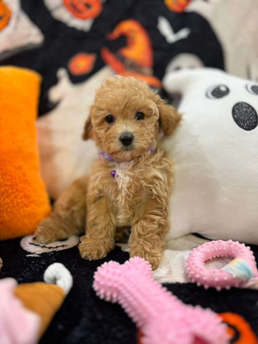 CAMILA (Bichon-Poodle)