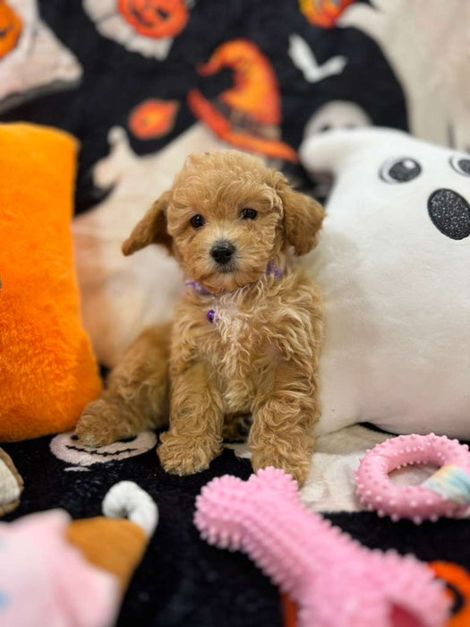 CAMILA (Bichon-Poodle)