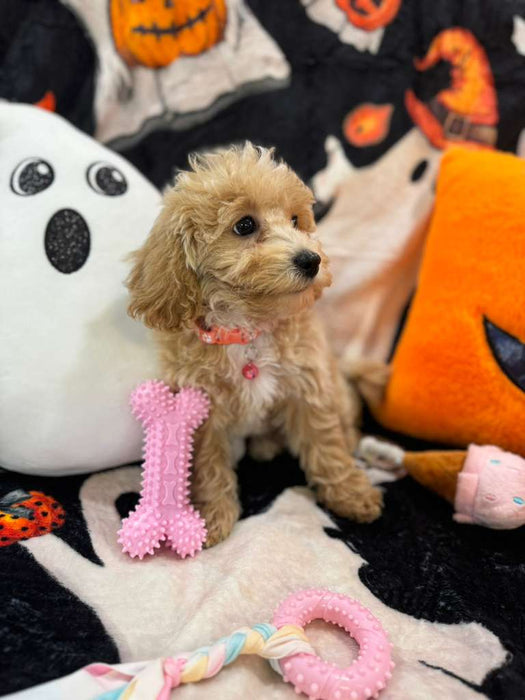 DANA (Bichon-Poodle)