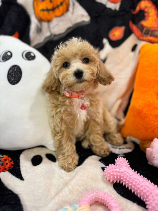 DANA (Bichon-Poodle)