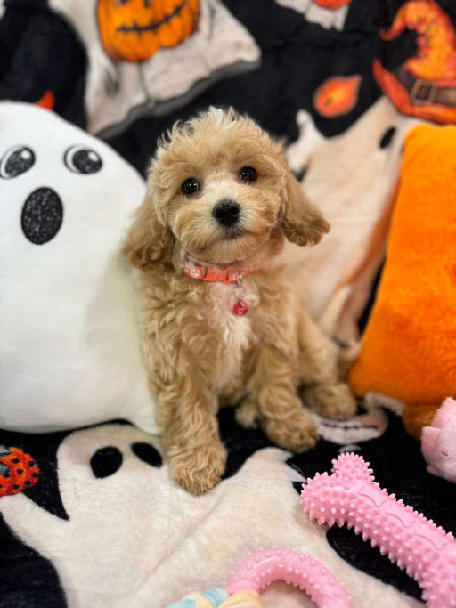 DANA (Bichon-Poodle)